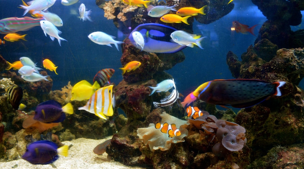 Blue Reef Aquarium Newquay, Newquay, England, United Kingdom