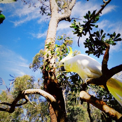 Cockatoos are native to Australia and you can you can find large flocks of them everywhere. They are typically not afraid of humans, so don't expect them to get out of your way. #LifeAtExpedia