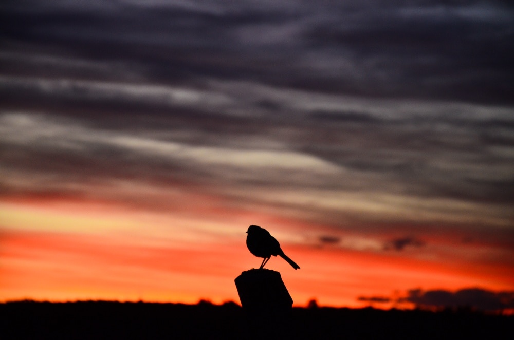 #colorful

We were lucky to capture this bird during sunset at the Penguin reserve of Punta Tumbo