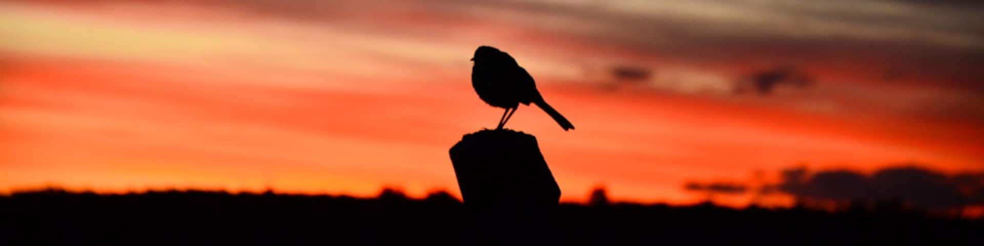 #colorful
We were lucky to capture this bird during sunset at the Penguin reserve of Punta Tumbo