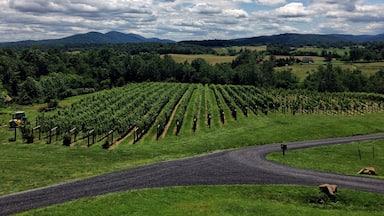 Such a beautiful view from the patio. And great wines too!! #delaplanecellars #winery #blueridgemountains #virginia #drinkvirginiawine 