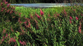 It's wildflower season in Whistler! Flowers abound, adding color to any hike or ride. #lifeatexpedia #whistler #canada #mountains #hiking #mountainbiking