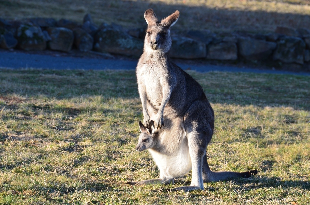 Mount Tomah, NSW holiday holiday houses & more Stayz
