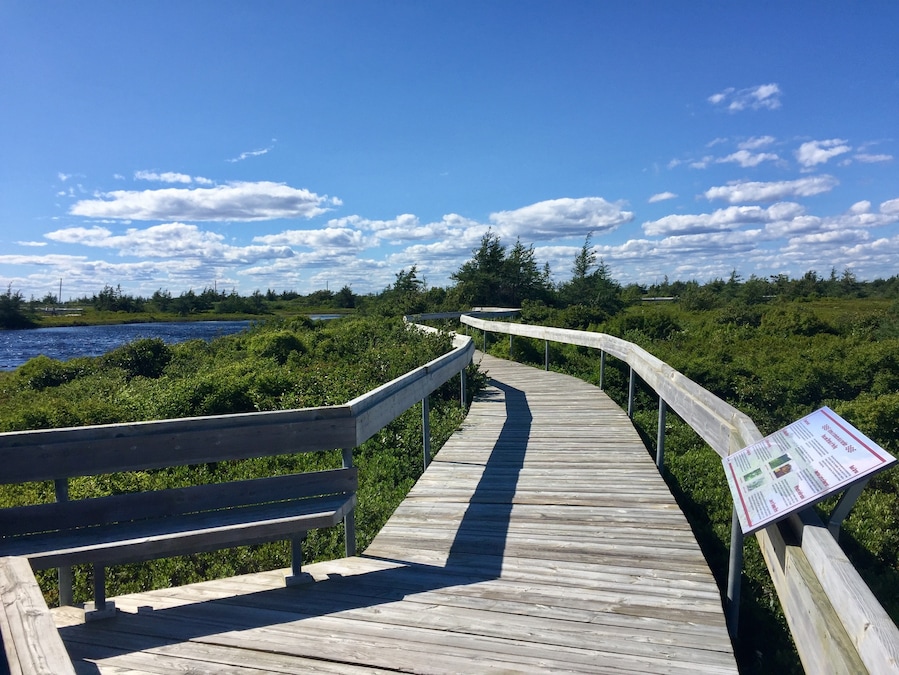 Beautiful and informative walk over the peat bog.