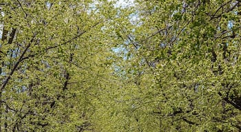 Early spring in Buffalo, looking down a gorgeous Parkway between Delaware Park and the AK Art Gallery