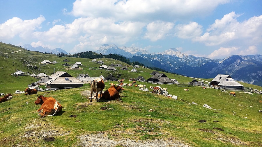 Velika Planina