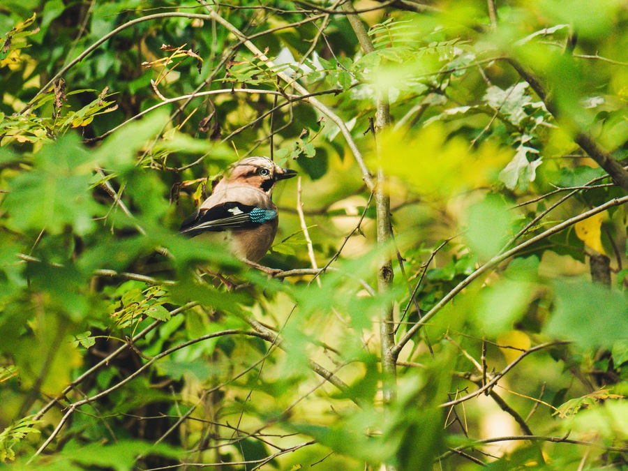You can find a lot of wildlife, especially squirrels and eurasian Jays in the woods near Deurningen.