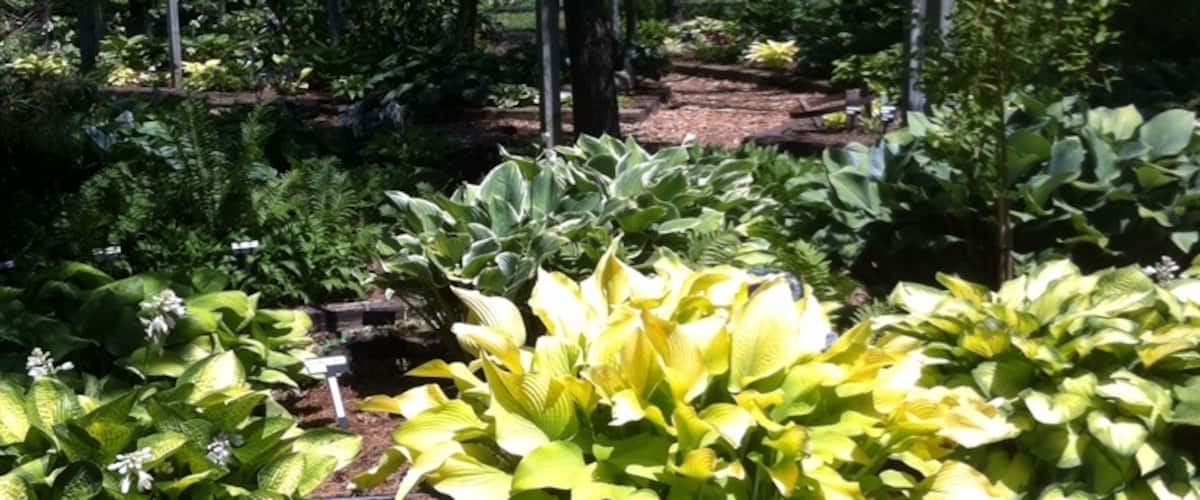 If you want to buy Hostas, this place has hundreds of varieties. Beautiful setting & well worth the visit, but caution: about 1 kilometer of gravel road.
http://www.hostachoicegardens.com/