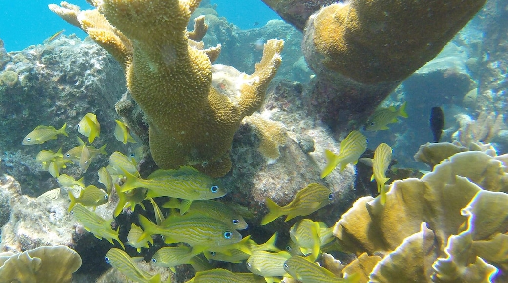 Caracas Bay, Jan Thiel, Curaçao