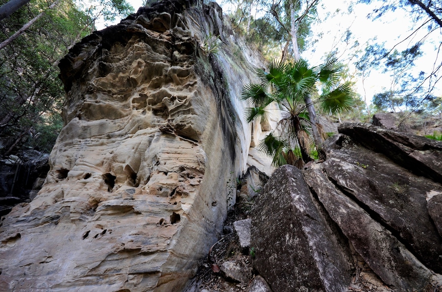 This is a rock formation at the start of the cllmb to Boolimba Lookout, possibly the most favourite of several walks in Carnarvon Gorge. Personally speaking, I think the longer walk straight up the river is the more scenic of all the trails but I did like these rocks.