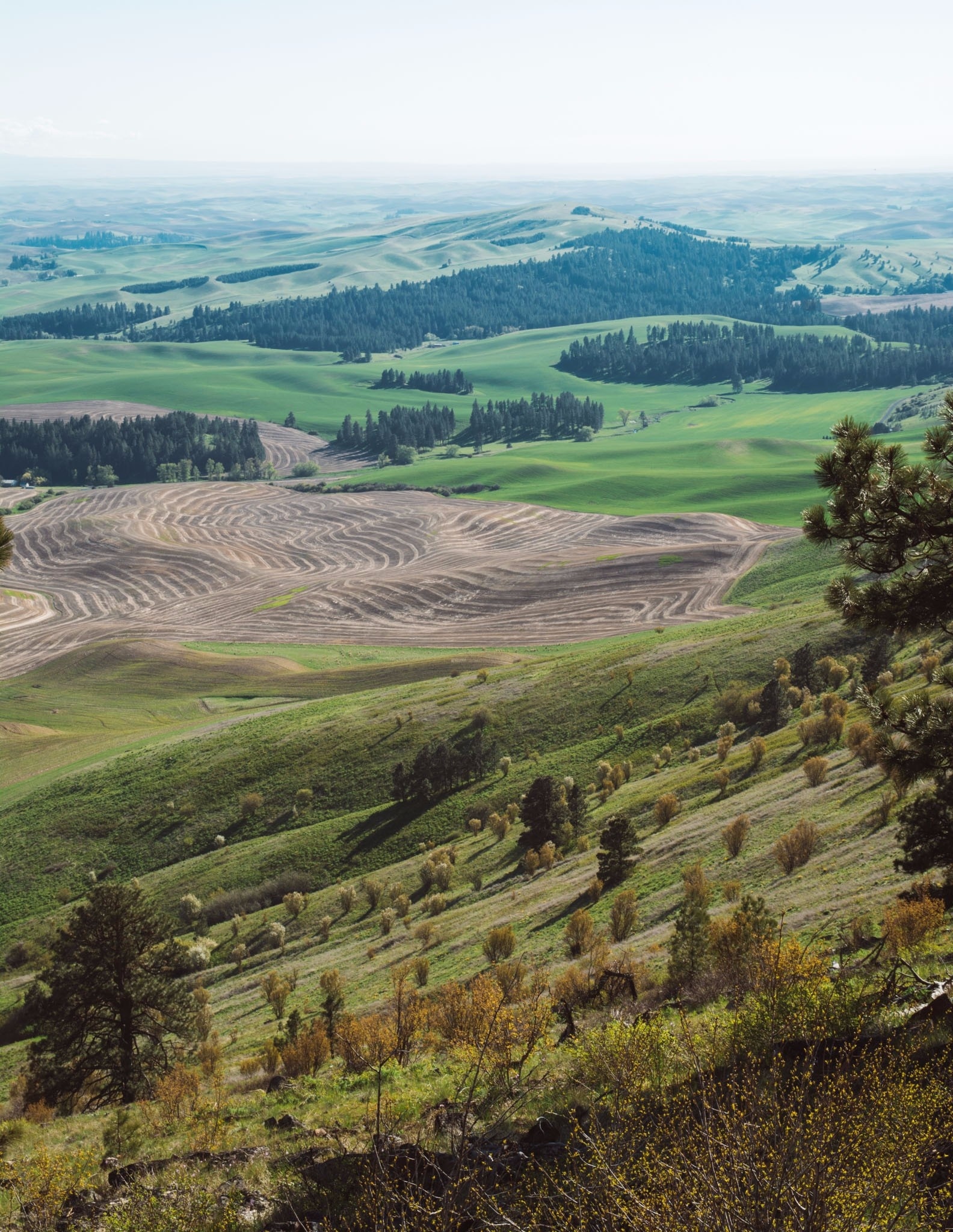 Visit Palouse: 2021 Travel Guide for Palouse, Washington | Expedia