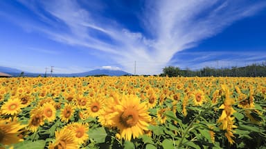 Just catch the last day of the sunflower festival at this flower field and it took me a few hours travelling from Tokyo.   