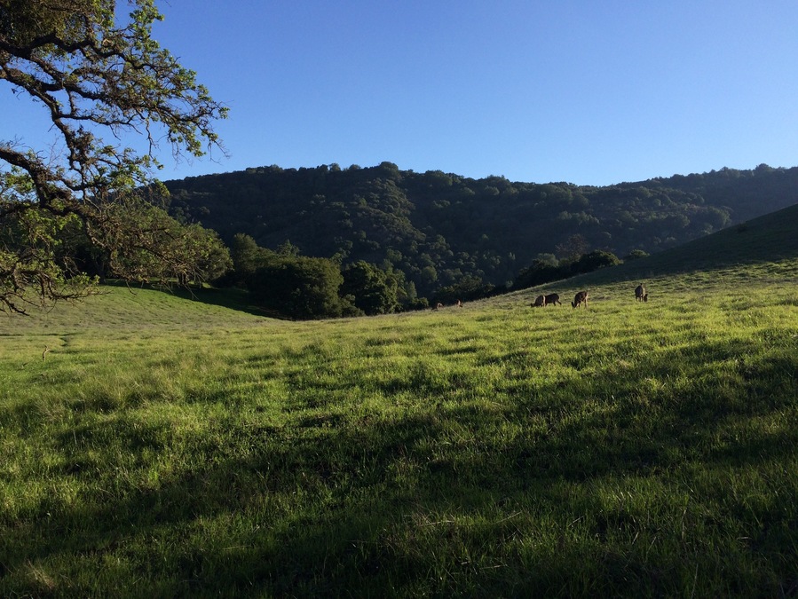 Rancho San Antonio is a very popular hiking spot, especially in winter when rare rain turns the pasture green, and deers come out to enjoy the mountain dew as the hikers enjoy watching them.