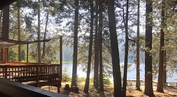 The morning at Camp Tulequoia in the Sequoia National Forest.