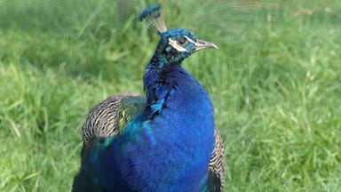 indian peacock
