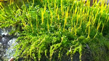 A close up of some moss glowing in the otherwise drab winter forest.
