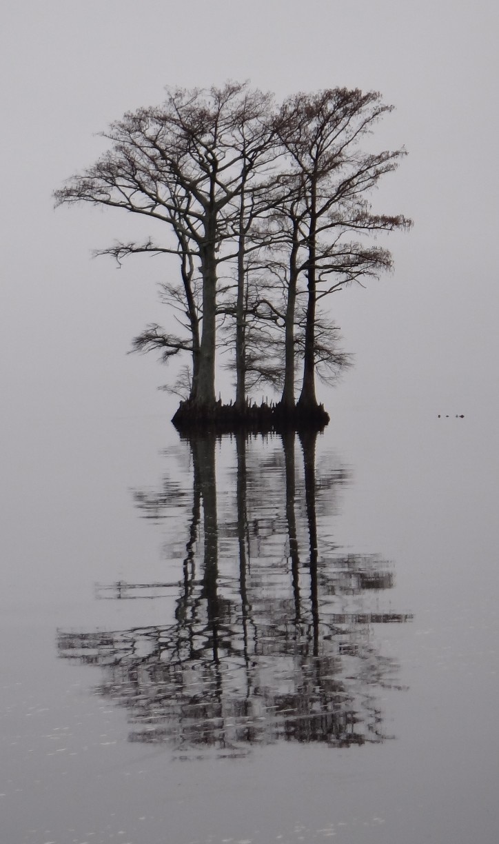 The fog engulfing the waterfront in Edenton created a whiteout, silhouetting  the cypress trees on this little island near the shore.