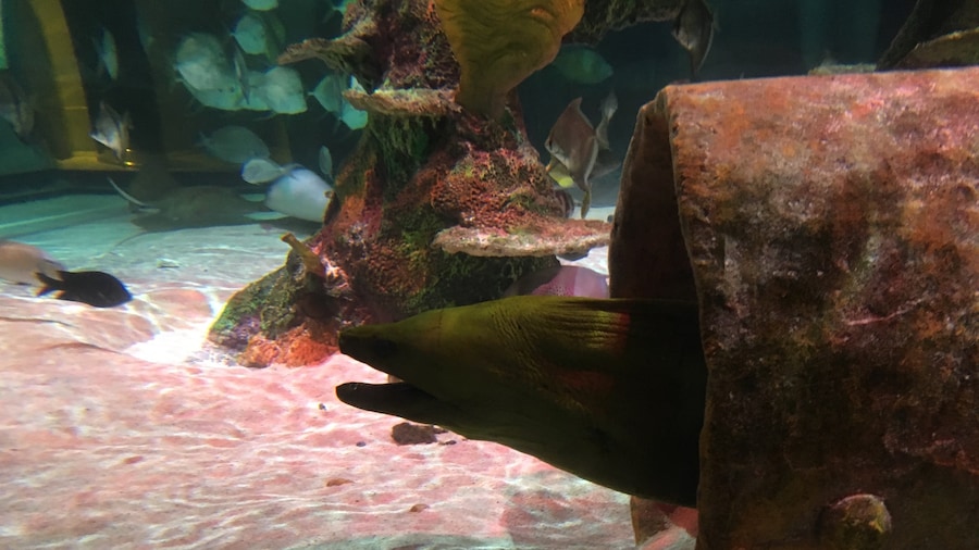 Acuario Sea Life Michigan