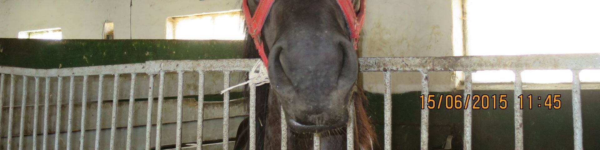 STUD FARM IZVIN Romania
A nice Nonius stallion
