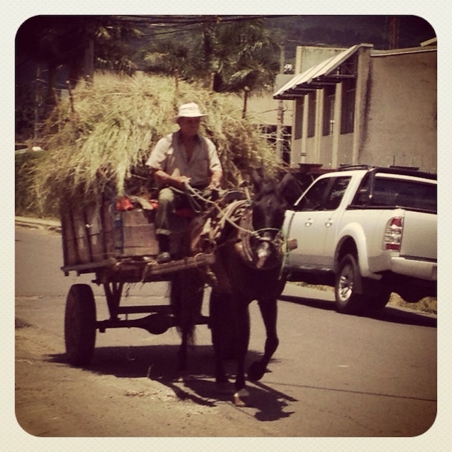 Can u believe this? About to cross the street near my home... Love the unexpected contrast
