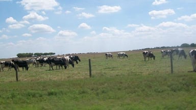Flat land and cattle, enjoying the day taking the back roads.