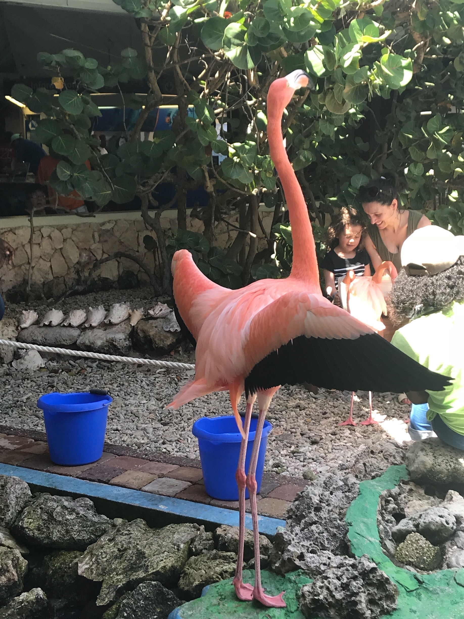Flamingo feeding time 💗