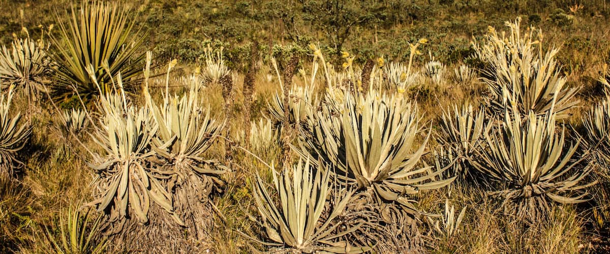Matarredonda Ecological Park is located on the property Verjón, Tanavistá, El Hoyo, is unique and because there are important sources of water and lots of frailejones.