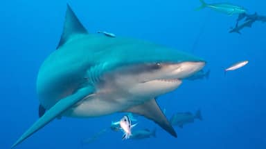 If your a diver in Fiji you have to do a shark dive in Beqa.  It’s one of the top shark dives in the world.  You can see quite a few species of sharks including the big bull shark you see here.  If you’re really lucky you could see a Tiger shark!

We were nervous about doing the dive but the dive operation was very professional.  The environment was very controlled and we felt comfortable the entire time.