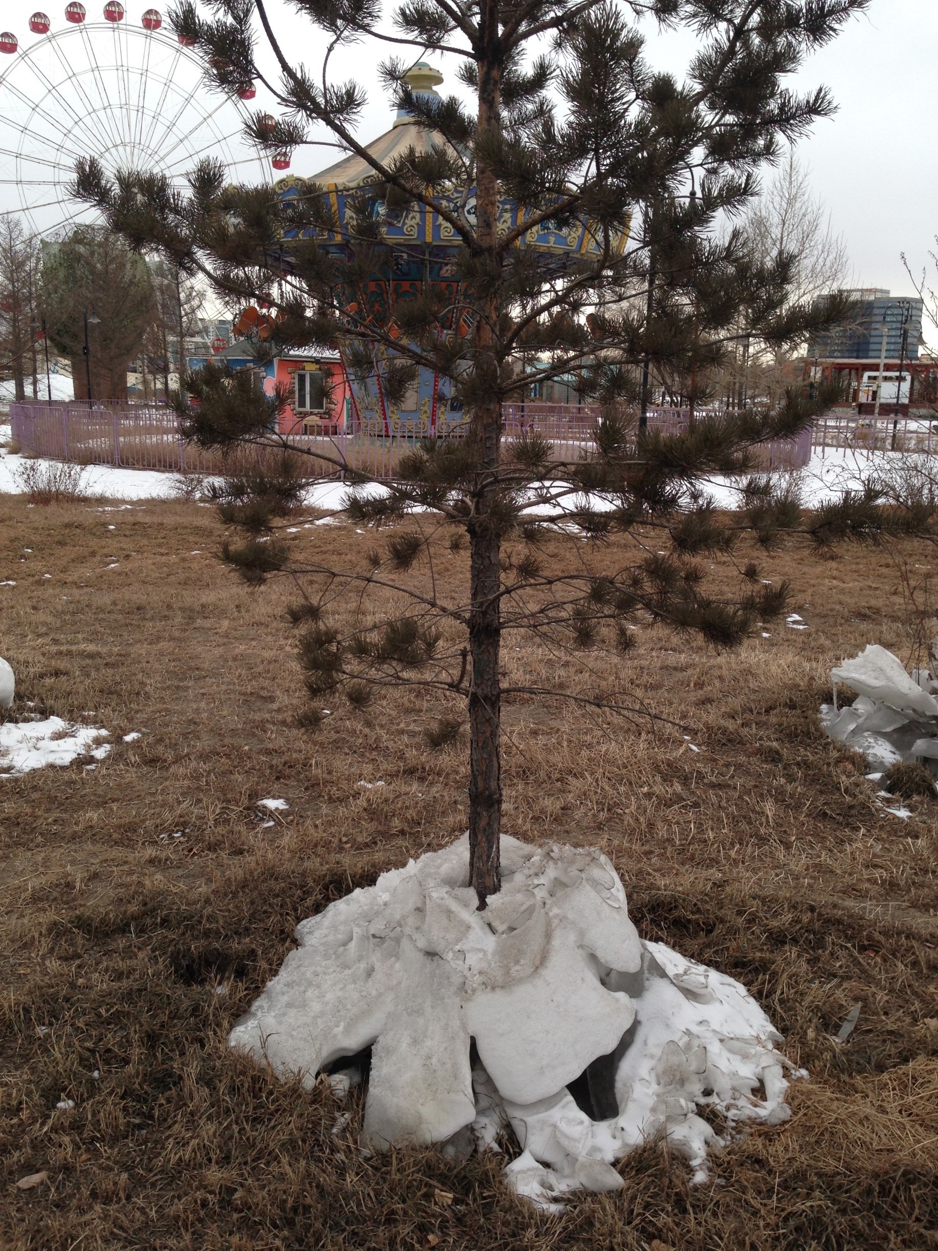 How to water a tree in Ulaanbaatar - break up the blocks of ice and leave around the base of the tree. Now wait until Spring!