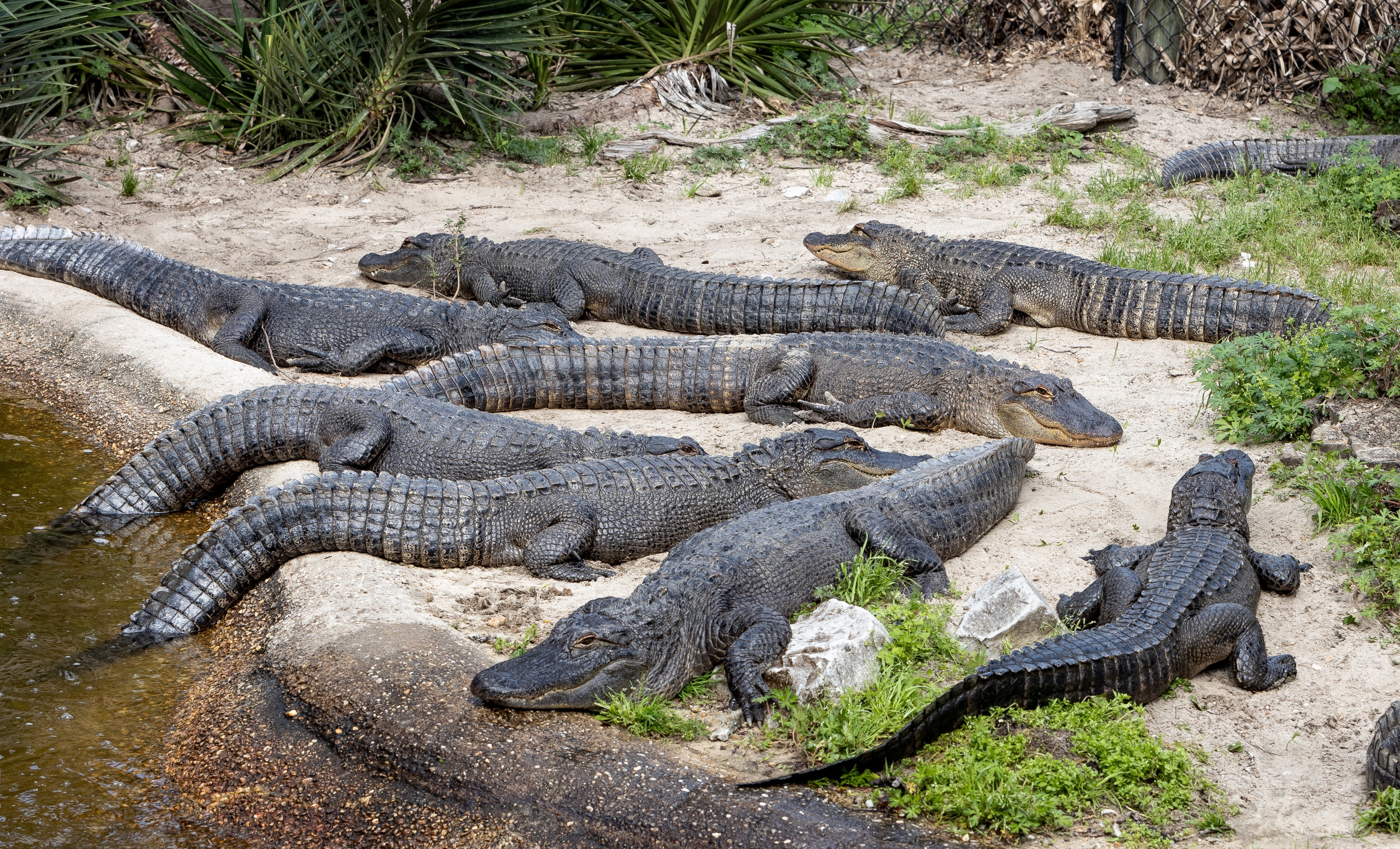 A few gators at the Gulf Breeze Zoo.