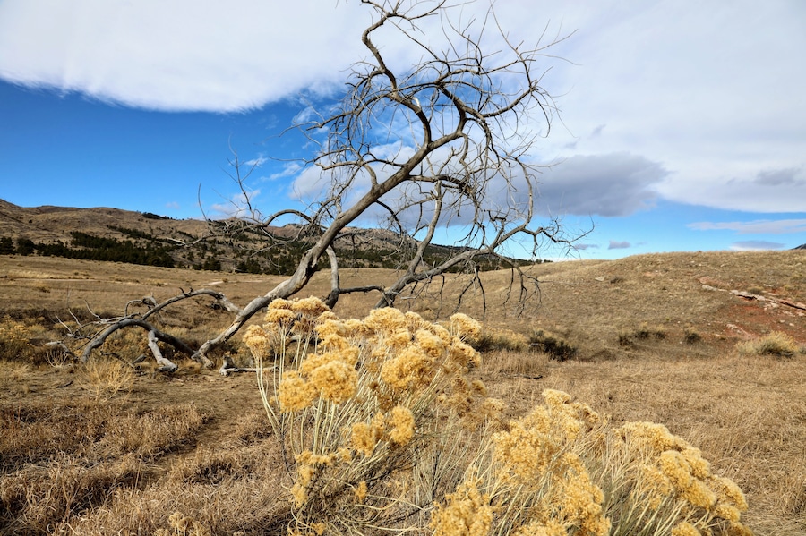 Colorado northern foot hills. Was a beautiful if windy morning.