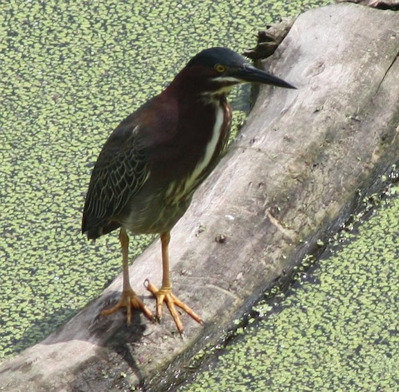 This is a green heron on Canabury Pond in Little Canada, MN. They nest in our trees and we have baby herons each summer!!