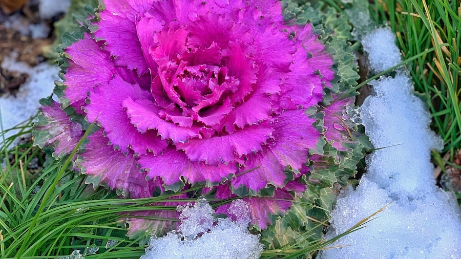 #flower