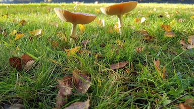 Couple of mushrooms rising in the middle of green fields ....
