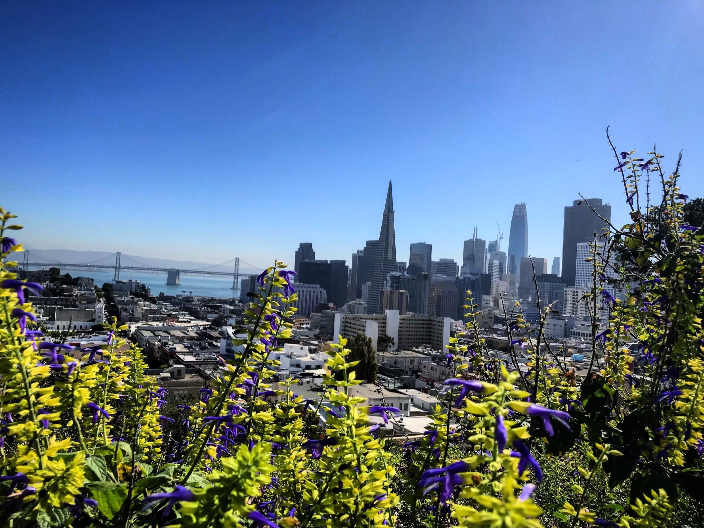 Beautiful view from russian hill 