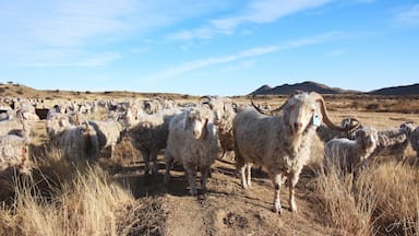 Sheep waiting for food #farm #freestate #sheep