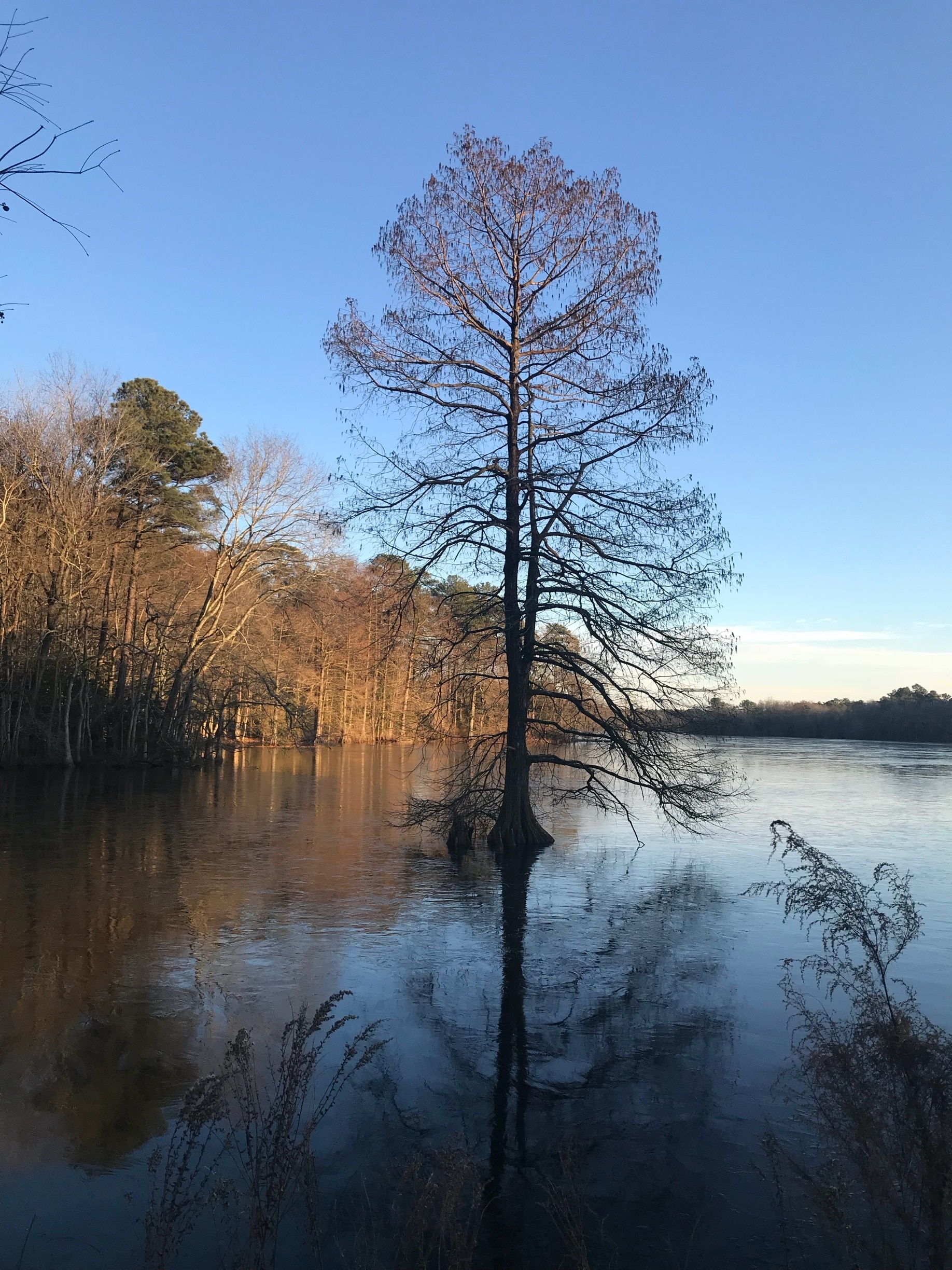 Trap Pond State Park is known as the northernmost park in North America for cypress and bald cypress trees. No matter the season, this place is always a gem. Today the pond was starting to freeze around this cypress tree creating a gorgeous mosaic pattern. 