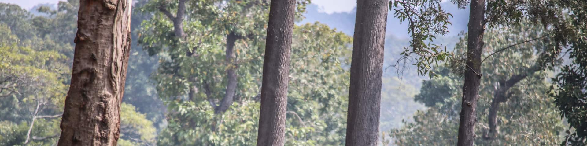 Dubare is a forest camp on the banks of the river Kaveri in the district of Kodagu, Karnataka, India. The elephants that are used in the Mysore Dussehra celebrations are usually  trained at Dubare elephant camp.
You get to see the giant creatures walking just next to you. #perspectives