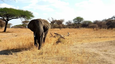 While Serengeti and Ngorongoro are world-famous, the often overlooked Tarangire National park also offers a wild range of animals, including the Big 5. Tarangire can be done as a day trip, reducing the price a lot as lodging inside National Parks are quite costly. 
Furthermore, finding this big elephant in the wild, then having it walk towards your car as you try to capture its magnificence, is more exciting then any movie about the wild.
#LifeAtExpediaGroup