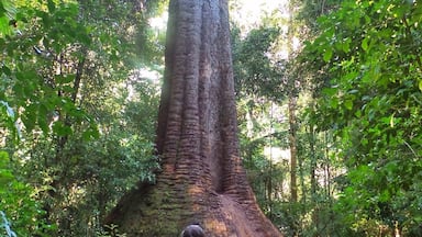 This 200 year old Red Bloodwood Tree is the largest Red Bloodwood tree in the Southern Hemisphere. It is affectionately named "Old Bottlebutt". Its very impressive not only for it's size and age but it's unusually wide base. A wonderful sight to see. #mothernature