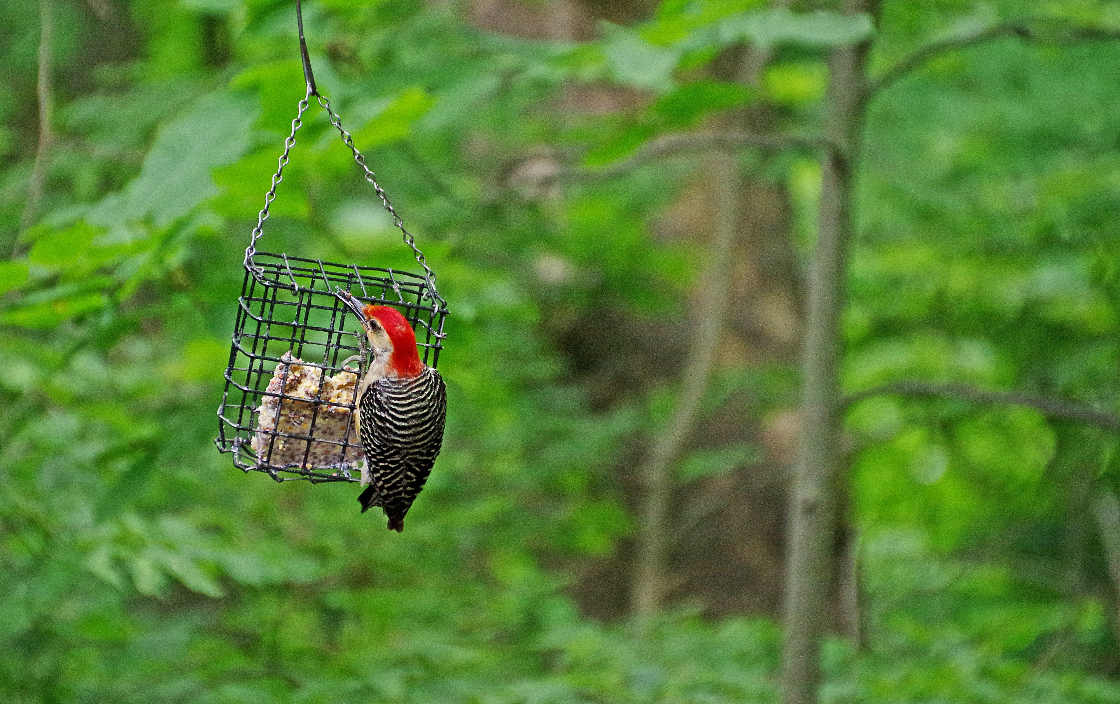 Red Bellied Woodpecker.