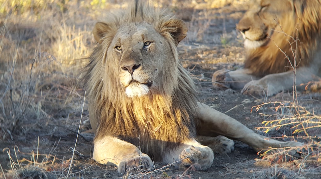 馬迪克韋狩獵保護區, 拉馬茨西爾莫羅瓦, 西北(省), 南非