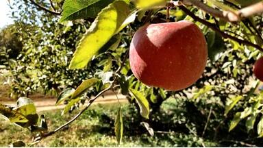 The best Apple Orchard I've ever been to. #treetrove
#localgem