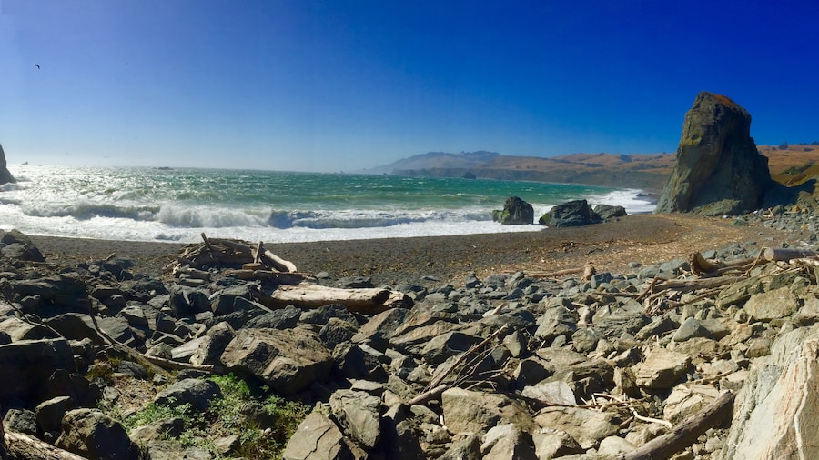 Tree trunks washed up along the shoreline