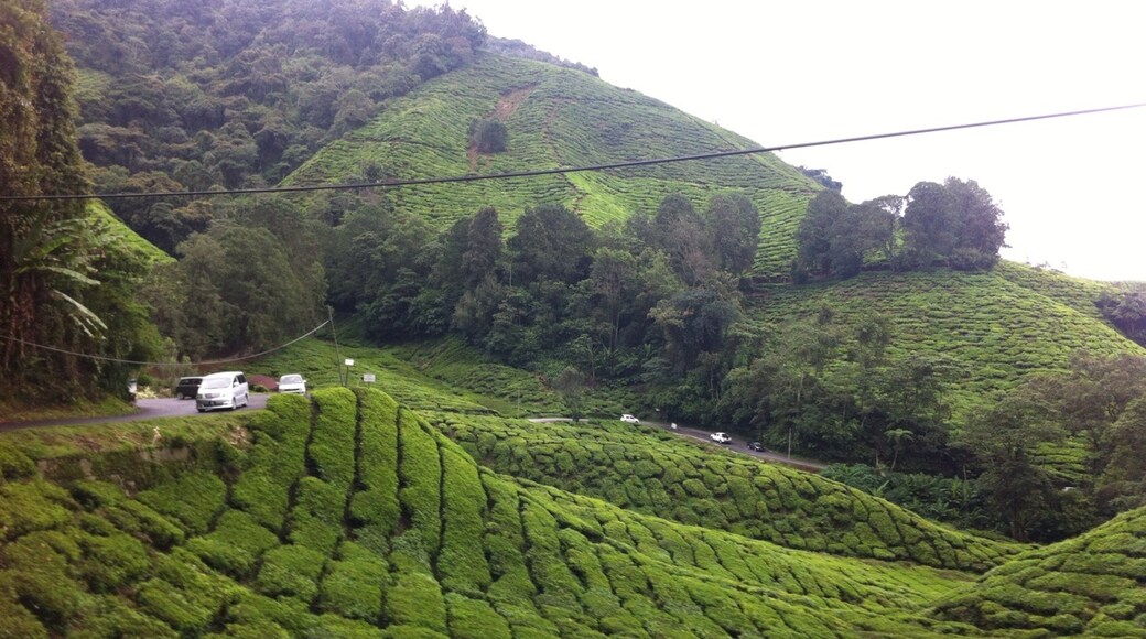 Boh Tea Plantation, Brinchang, Pahang, Malaysia