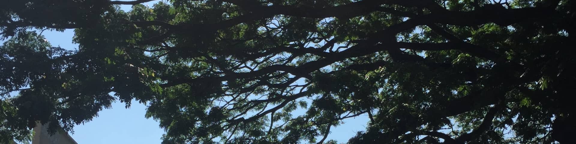 The Kandy Clock Tower is located in the centre of Kandy on the intersections of Sri Dalada Veediya, S. W. R. D. Bandaranaike Mawatha and Hiragedara Mawatha. A landmark of the city, the clock tower was built near to the Ismail Building in 1950 by Haji Mohamed Ismail as a monument and in memory of his son Mohamed Zacky Ismail, who lost his life in an accident in Kadugannawa in August, 1947.
It was designed by Shirley de Alwis, one of Sri Lanka's leading architects at the time. De Alwis was the local resident architect working with Sir Patrick Abercrombie on design of the University of Peradeniya campus.
#mattravel #srilanka #nationalpark #UNESCO #worldheritage #sinhalafestival
