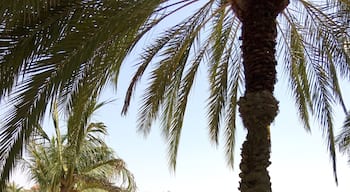 Shangri-la Hotel beach Qaryat Al Beri complex in Abu Dhabi's Khor Al Maqta area. Mussafah Bridge can be seen in the distance, one of three bridges connecting the island of Abu Dhabi to the main land. 