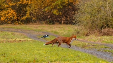 The red fox is the only animal which is known to use the Earth's magnetic field to hunt. 

Visit https://www.facebook.com/thefoxhideexperence/

To book your day at the fox hide to witness up close wildlife foxes.

#wildlife #nature #animals #foxes #fox #uk #england #essex #earth #britain #red
