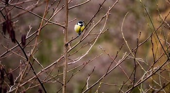 On and around the Stadtteiche in Bottrop you can photograph birds like this titmouse year round.