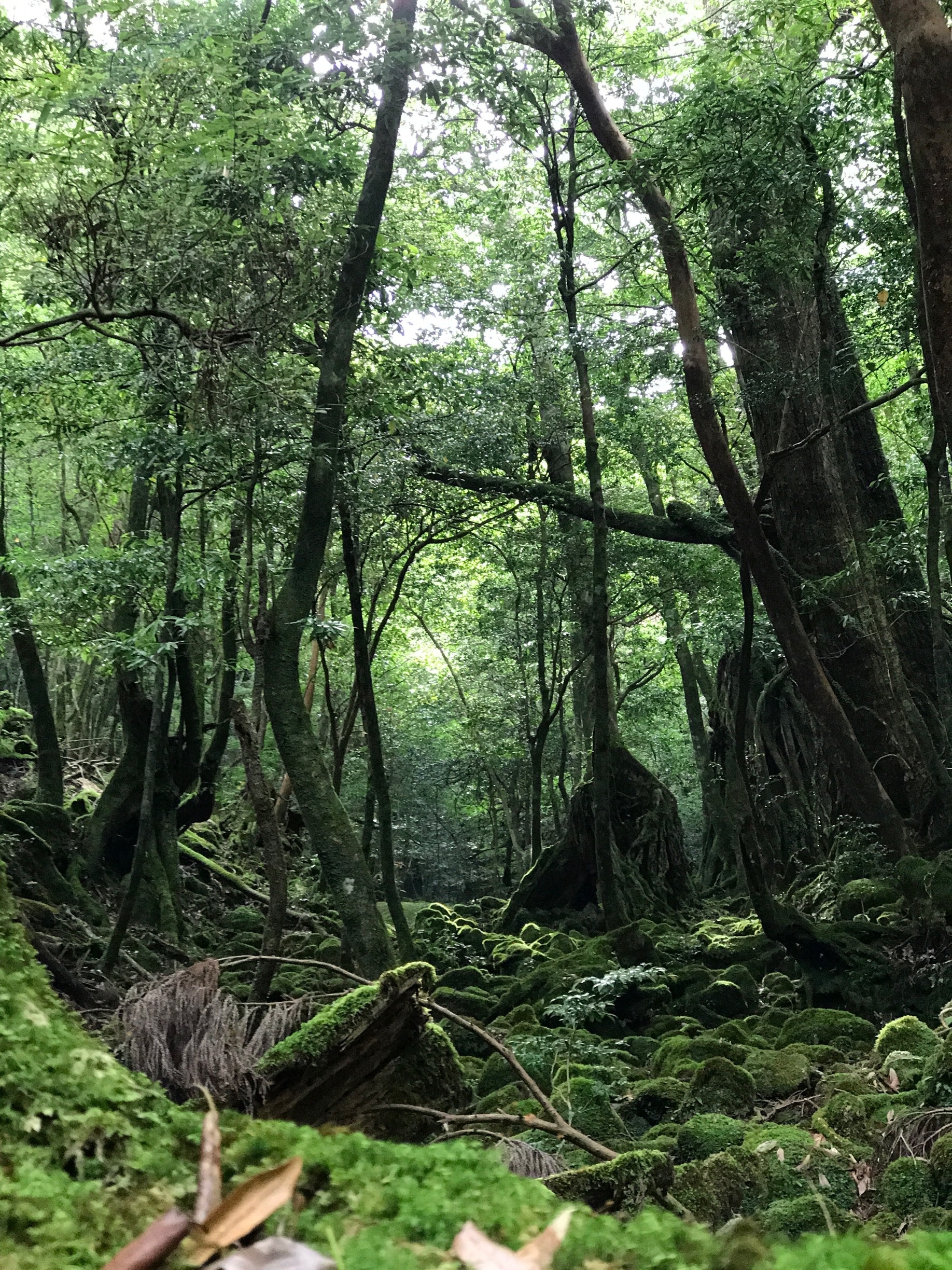 Yakushima National Park in Yakushima - Tours and Activities | Expedia